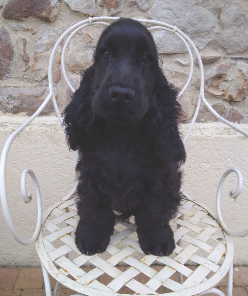 de la petite pinochere - Cocker Spaniel Anglais - Portée née le 13/08/2018