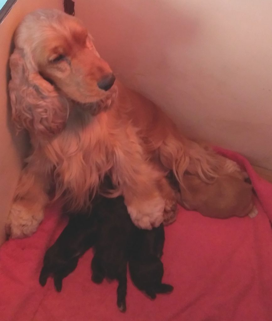 de la petite pinochere - Cocker Spaniel Anglais - Portée née le 03/04/2018