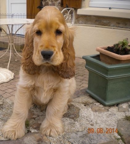 de la petite pinochere - Cocker Spaniel Anglais - Portée née le 16/05/2014