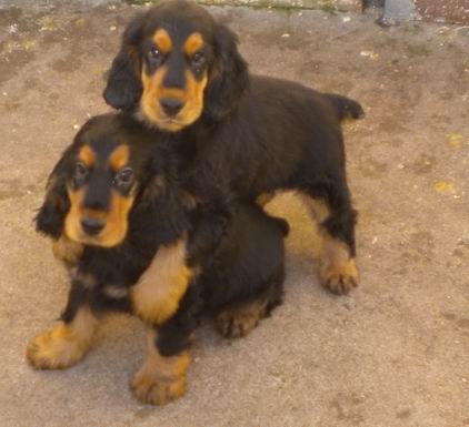 de la petite pinochere - Cocker Spaniel Anglais - Portée née le 08/10/2012