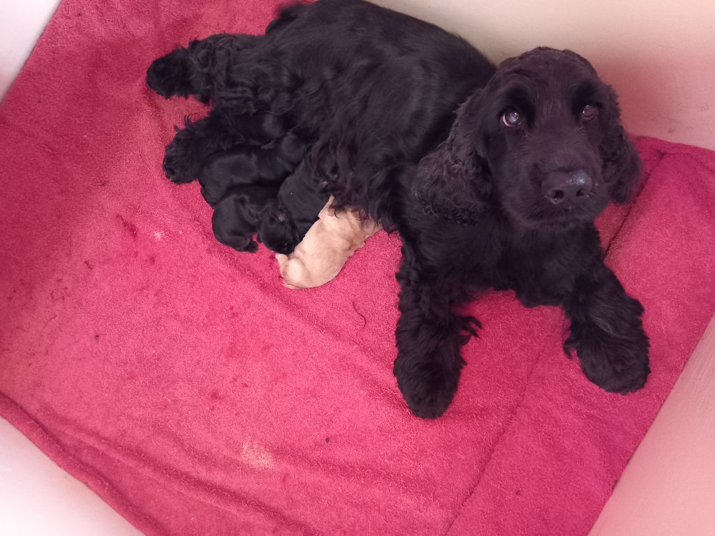 chiot Cocker Spaniel Anglais de la petite pinochere