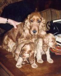 Dorothee de la petite pinochere