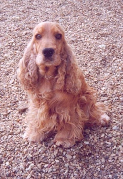 Jacotte de la petite pinochere