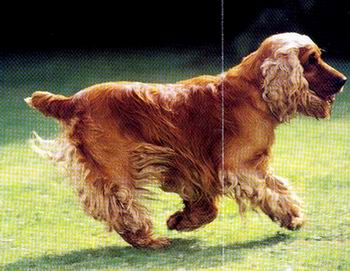 Boby de la petite pinochere