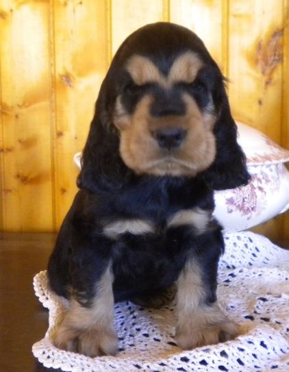 de la petite pinochere - Cocker Spaniel Anglais - Portée née le 17/04/2015