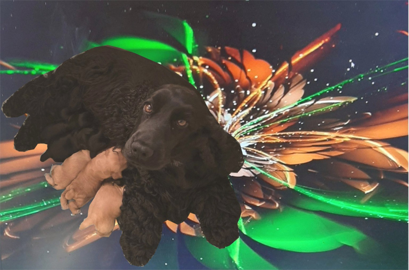 de la petite pinochere - Cocker Spaniel Anglais - Portée née le 17/07/2026