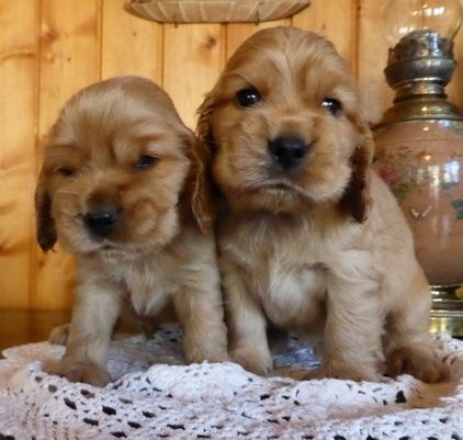 de la petite pinochere - Cocker Spaniel Anglais - Portée née le 06/10/2014