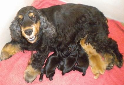 Chiot Cocker Spaniel Anglais de la petite pinochere